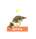 猫の伝言板（個別スタンプ：6）