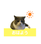 猫の伝言板（個別スタンプ：7）