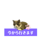 猫の伝言板（個別スタンプ：8）