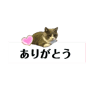 猫の伝言板（個別スタンプ：9）