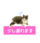 猫の伝言板（個別スタンプ：10）