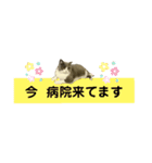 猫の伝言板（個別スタンプ：11）