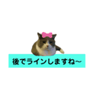 猫の伝言板（個別スタンプ：12）