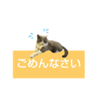 猫の伝言板（個別スタンプ：13）