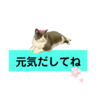 猫の伝言板（個別スタンプ：14）
