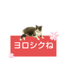 猫の伝言板（個別スタンプ：15）