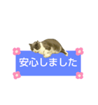 猫の伝言板（個別スタンプ：16）