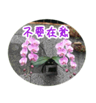 Expressions of spirit photos中国語簡体字（個別スタンプ：11）