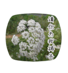 Expressions of spirit photos中国語簡体字（個別スタンプ：14）
