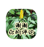 Expressions of spirit photos中国語簡体字（個別スタンプ：18）