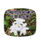 Expressions of spirit photos中国語簡体字（個別スタンプ：26）