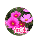 Expressions of spirit photos中国語簡体字（個別スタンプ：33）