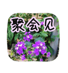 Expressions of spirit photos中国語簡体字（個別スタンプ：36）