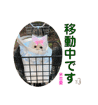 CREA(トイプー)の愛犬スタンプ 7（個別スタンプ：7）