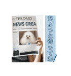 CREA(トイプー)の愛犬スタンプ 7（個別スタンプ：19）