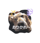 横手山ジョーンズJones（個別スタンプ：10）