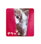 2020.com.gi（個別スタンプ：5）