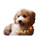 2020.com.gi（個別スタンプ：9）