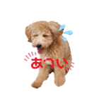 2020.com.gi（個別スタンプ：18）