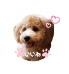 2020.com.gi（個別スタンプ：20）