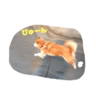 【柴犬】だいすきビット（個別スタンプ：1）