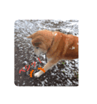 【柴犬】だいすきビット（個別スタンプ：2）