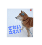 【柴犬】だいすきビット（個別スタンプ：3）