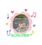 【柴犬】だいすきビット（個別スタンプ：4）