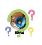 【柴犬】だいすきビット（個別スタンプ：5）