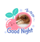 【柴犬】だいすきビット（個別スタンプ：6）