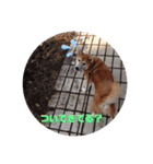 【柴犬】だいすきビット（個別スタンプ：7）