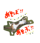ウチノネコチャン（個別スタンプ：2）
