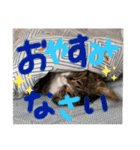 ウチノネコチャン（個別スタンプ：3）