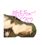 ウチノネコチャン（個別スタンプ：5）