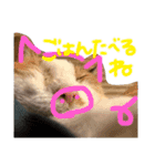 ウチノネコチャン（個別スタンプ：8）