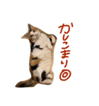 ウチノネコチャン（個別スタンプ：9）