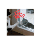 ウチノネコチャン（個別スタンプ：12）