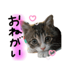 ウチノネコチャン（個別スタンプ：13）