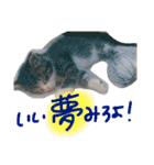 ウチノネコチャン（個別スタンプ：14）
