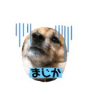 小梅のほのぼのボケーな日常4（個別スタンプ：2）