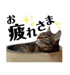 なののあのスタンプ。3（個別スタンプ：1）