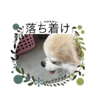 愛犬のアキと文字スタンプ2（個別スタンプ：1）