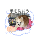 愛犬のアキと文字スタンプ2（個別スタンプ：2）