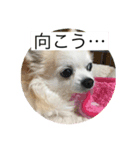 愛犬のアキと文字スタンプ2（個別スタンプ：3）