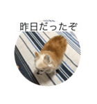 愛犬のアキと文字スタンプ2（個別スタンプ：4）