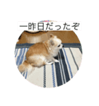 愛犬のアキと文字スタンプ2（個別スタンプ：5）