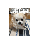 愛犬のアキと文字スタンプ2（個別スタンプ：6）