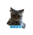 Zeroの毎日一緒に（個別スタンプ：1）