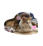 あさおうコミュニケーションダーーーー（個別スタンプ：1）