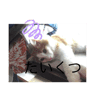 あさおうコミュニケーションダーーーー（個別スタンプ：6）
